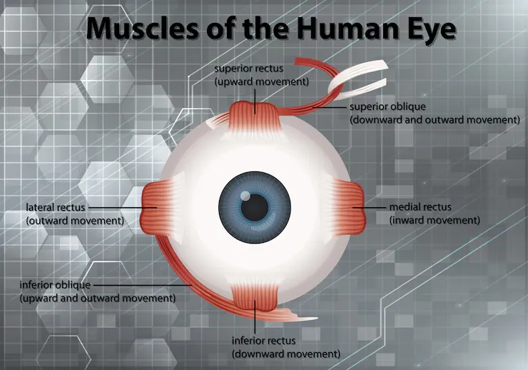 Human eye muscles- How the eyes work